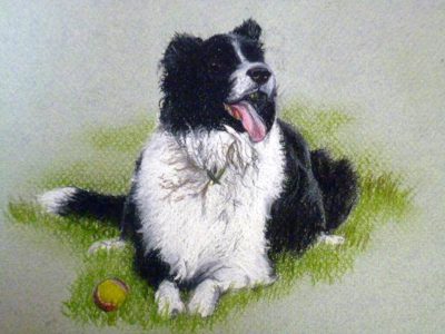 Chalk pastel portrait of a black-and-white border collie lying on grass beside a small ball