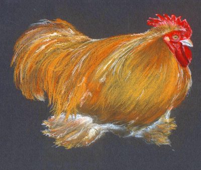Chalk pastel drawing of a fluffy orange bantam rooster with a red comb on black paper