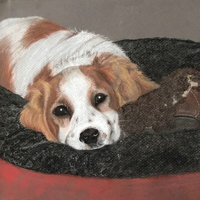 Chalk pastel portrait of a chestnut-and-white spaniel puppy lying on a black dog bed with a red rim