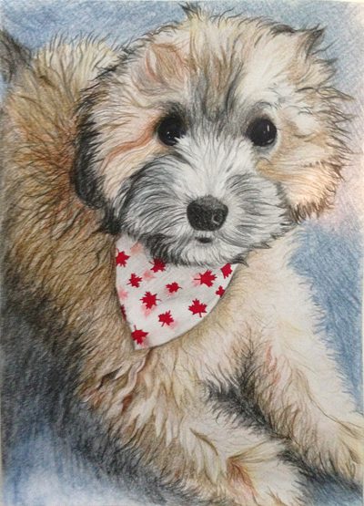Coloured pencil portrait of a fluffy cream puppy wearing a red maple-leaf bandana