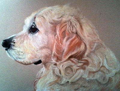 Chalk pastel head study of a cream spaniel in profile on grey-brown paper