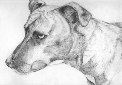 Graphite pencil drawing of a brindle short-haired dog in profile