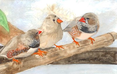 Watercolour painting of three zebra finches with orange beaks perched on a wooden branch