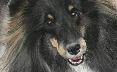 Large chalk pastel close-up of a tricolour sheltie's face with tan eyebrows and flowing black fur