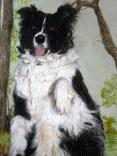 Chalk pastel portrait of a black-and-white border collie sitting up on its hind legs among trees