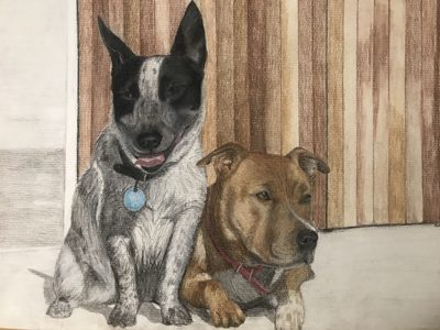 Coloured pencil portrait of a blue heeler and a tan staffy sitting together in front of a wooden fence
