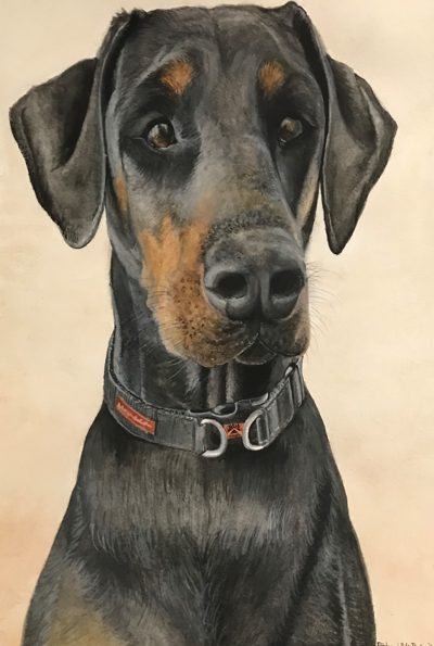 Watercolour portrait of a black-and-tan Dobermann with floppy ears and a black buckle collar