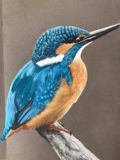 Chalk pastel drawing of a blue and orange kingfisher perched on a branch, on grey paper
