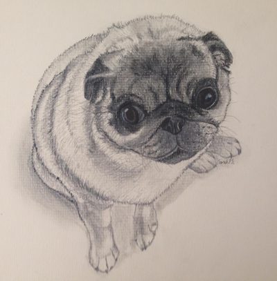 Graphite pencil drawing of a pug looking up with large dark eyes