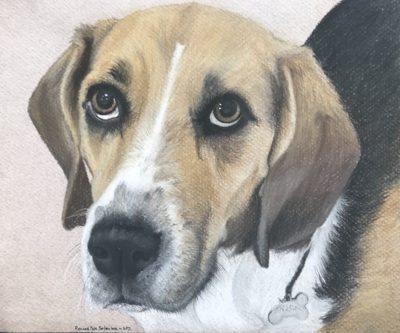 Chalk pastel portrait of a tan-and-white beagle with a bone-shaped tag on its collar