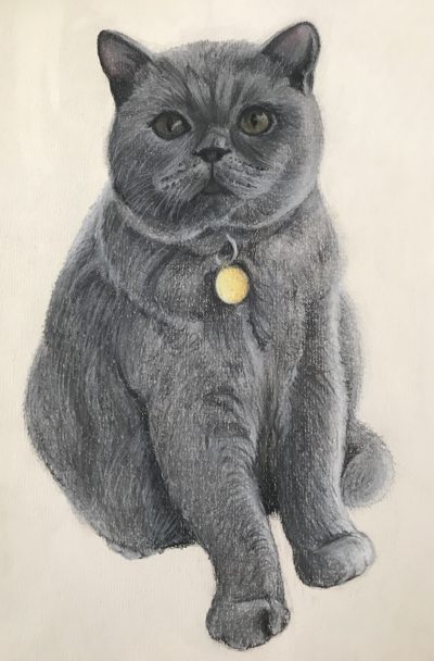 Pencil drawing of a grey British shorthair cat with amber eyes and a gold collar tag