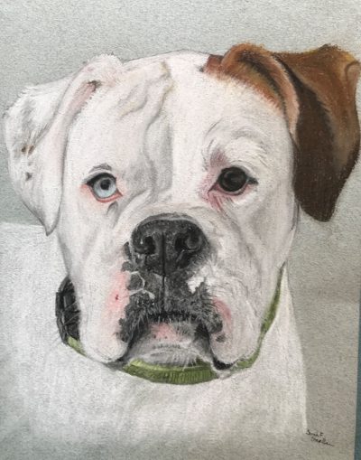 Chalk pastel portrait of a white boxer with one blue eye and one brown eye wearing a green collar